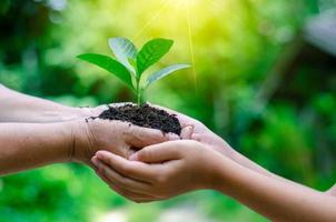 Erwachsene Baby Hand Baum Umwelt Tag der Erde in den Händen von Bäumen wachsende Sämlinge. Bokeh grüner Hintergrund weibliche Hand, die Baum auf Naturfeldgraswalderhaltungskonzept hält foto