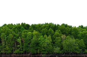 panorama baum weißer hintergrund banner isolieren foto