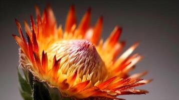 maro schließen oben von atemberaubend Orange exotisch König Protea Blume Makro Schuss Natur Hintergrund. ai generiert foto