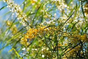 Blüte des Mimosenbaums, Akazie pycnantha, goldenes Wattle Nahaufnahme im Frühling, leuchtend gelbe Blüten, Coojong, goldenes Kranzwattle, orangefarbenes Wattle, blaublättriges Wattle, Akazie saligna foto