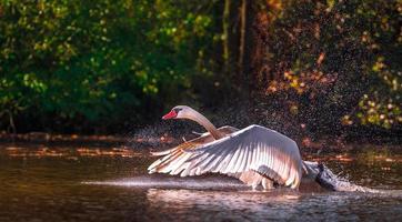 Schwan am Teich foto