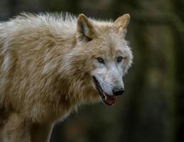 Porträt des arktischen Wolfes foto