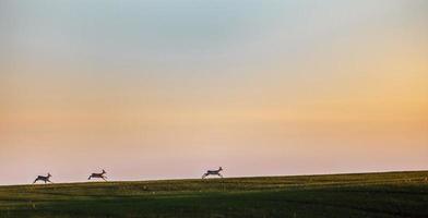 Rehe laufen auf Feld foto