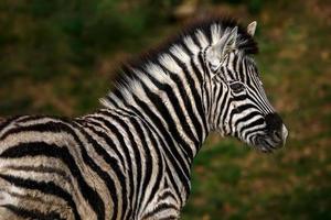 Porträt des Zebras foto