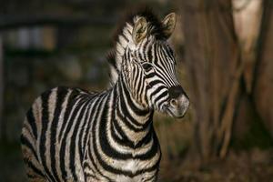 Porträt des Zebras foto