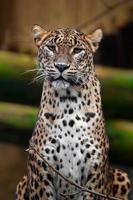 Sri Lanka Leopard foto