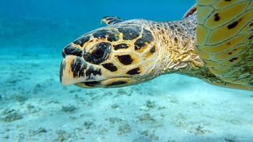 Meeresschildkröten . große Riffschildkröte .bissa. foto
