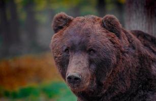 Kamtschatka Braunbär foto