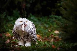 Schneeeule gejagte Maus foto