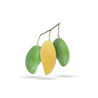 gelbe reife Mango und grüne rohe Mango im selben Zweig auf weißem Hintergrund