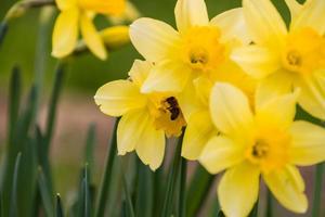 Narcissus pseudonarcissus mit Biene foto