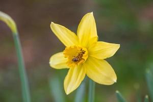Narcissus pseudonarcissus mit Biene foto