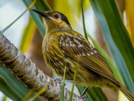 macleays Honigfresser im Australien foto