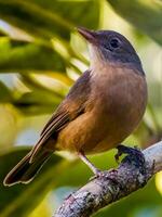 rufous Shrikethrush im Australien foto