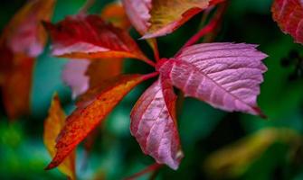 Farben des Herbstes foto