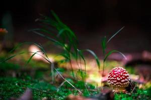 Amanita muscaria Fliegenpilz foto