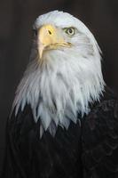 Porträt des Weißkopfseeadlers foto