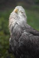 Weißschwanzadler foto