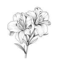 Sommer- Alstroemeria Blume ai generiert foto