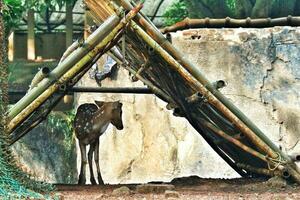 rusa total mit das wissenschaftlich Name Achse Achse beim Zoo im Ragunan. foto