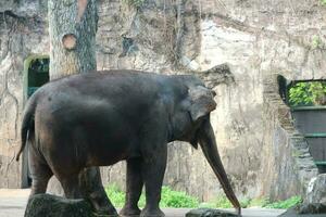 Dies ist ein Foto des Sumatra-Elefanten Elephas Maximus Sumatranus im Wildpark oder Zoo.