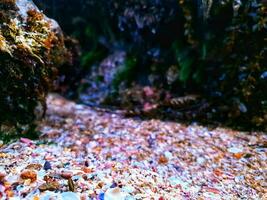 Weite von Muscheln auf das Strand foto