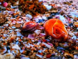 Weite von Muscheln auf das Strand foto