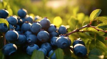 Bündel von Blaubeeren auf ein Ast im das Morgen Licht, ai generiert foto