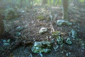 Aussicht Innerhalb von das Mystiker Wald. szenisch nebelig Landschaft foto