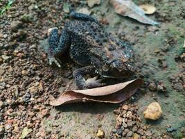 das Frosch unter das Baum oder Haus Frosch hat das wissenschaftlich Name bufo melanostictus Schneider. foto