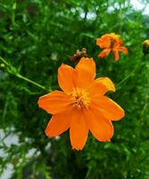 Kenikir Schwefel oder Kosmos Sulphureus ist ein Spezies von blühen Pflanze im das Sonnenblume Familie Asteraceae, ebenfalls bekannt wie Schwefel Kosmos und Gelb Kosmos. Foto Formate