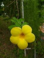 Allamanda Kathartika, häufig namens golden Trompete, verbreitet Trompetenranke, Terompete emas und Gelb Allamanda, ist ein Spezies von blühen Pflanze von das Gattung Allamanda im das Familie Apocynaceae. foto