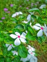diese Weiß Blumen im Indonesien sind bekannt wie tapak Dara oder Catharanthus Roseus anziehen. foto