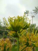 Agave Chrysantha, das goldblütig Jahrhundert Anlage, ist ein Pflanze Spezies endemisch zu Arizona. Sie können sehen das Blumen wachsend im Cluster. etwas Blumen haben Ameisen und Weiße Fliege absorbierend Pflanze Flüssigkeiten. foto