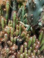 Mammillaria Elongata, das Gold Spitze Kaktus oder Ladyfinger Kaktus, ist ein Spezies von blühen Pflanze im das Familie Cactaceae, einheimisch zu zentral Mexiko. foto