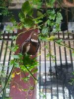 hypolimnas bolina ist ein Schmetterling Spezies Das hat ein sehr attraktiv Schönheit beide im Begriffe von Farbe und gestalten foto