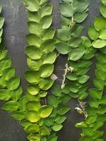 Pflanze Klettern Dollar oder Ficus Pumila wachsend auf ein grau Mauer. kriechend oder Klettern Dollar ist ein Spezies von Reben Ursprung von das Gattung Fikus, diese Pflanze ist einheimisch zu Osten und Süd-Ost Asien. foto