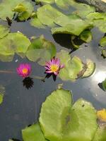 Nymphaea nouchali Var. caerulea, ist ein Wasser Lilie im das Gattung Nymphen, ein botanisch Vielfalt von Nymphaea nouchali. foto