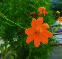 Kenikir Schwefel oder Kosmos Sulphureus ist ein Spezies von blühen Pflanze im das Sonnenblume Familie Asteraceae, ebenfalls bekannt wie Schwefel Kosmos und Gelb Kosmos. Foto Formate