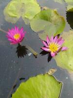 Nymphaea nouchali Var. caerulea, ist ein Wasser Lilie im das Gattung Nymphen, ein botanisch Vielfalt von Nymphaea nouchali. foto