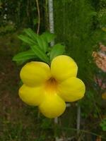 Allamanda Kathartika, häufig namens golden Trompete, verbreitet Trompetenranke, Terompete emas und Gelb Allamanda, ist ein Spezies von blühen Pflanze von das Gattung Allamanda im das Familie Apocynaceae. foto