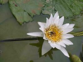 schön Weiß Lotus Blumen sind über das Teich. Nymphaea Alba, das Weiß Seerose, europäisch Weiß Wasser Lilie oder Weiß nenuphar, ist ein Wasser- blühen Pflanze im das Familie Nymphaeaceae foto