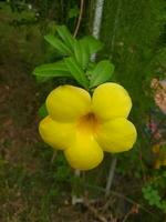 Allamanda Kathartika, häufig namens golden Trompete, verbreitet Trompetenranke, Terompete emas und Gelb Allamanda, ist ein Spezies von blühen Pflanze von das Gattung Allamanda im das Familie Apocynaceae. foto