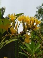 Frangipani oder semboja Plumeria sind ein Gruppe von Pflanzen im das Gattung Plumeria. das gestalten ist ein klein Baum mit spärlich aber dick Blätter. foto