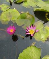 Nymphaea nouchali Var. caerulea, ist ein Wasser Lilie im das Gattung Nymphen, ein botanisch Vielfalt von Nymphaea nouchali. foto