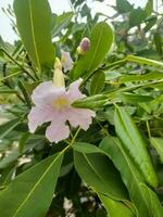 tabebuia impetiginos oder Rosa Trompete ist ein Zier Pflanze welche, wann gesehen von ein Distanz, ähnelt ein Kirsche blühen Baum. foto