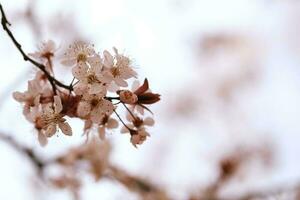 Kirsche blühen oder Sakura Blume auf Natur Hintergrund. foto