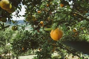 Orangenbaum im Garten foto