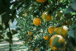 Orangenbaum im Garten foto