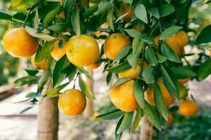 Orangenbaum im Garten foto